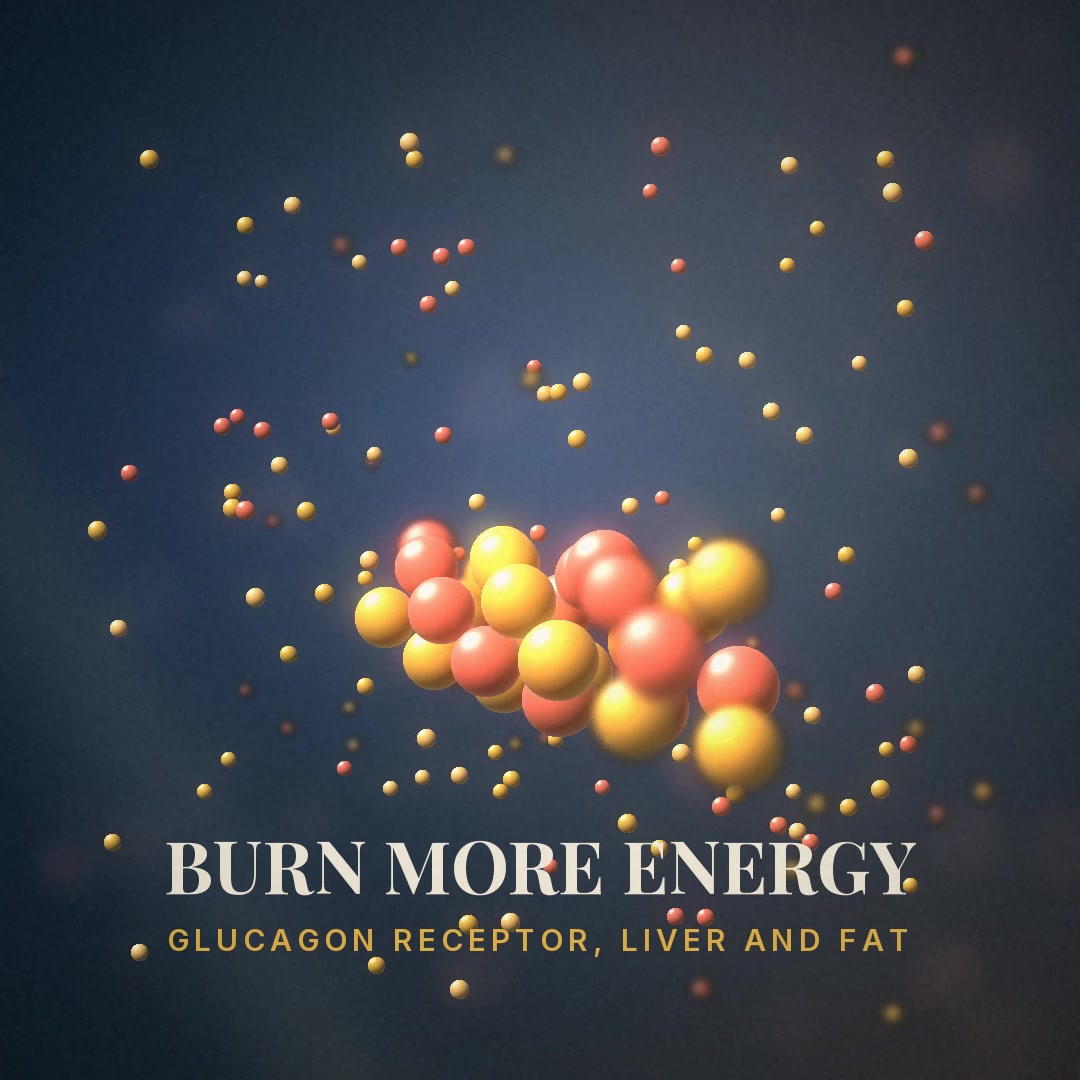 Explainer: glucagon also raises energy use and helps the liver use fat