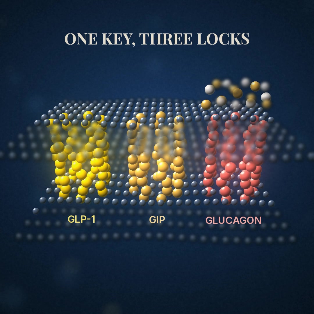 Explainer: one molecule docking into three receptors, GLP-1, GIP and glucagon